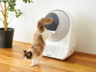 5 Benefits of Having an Automatic Cat Litterbox