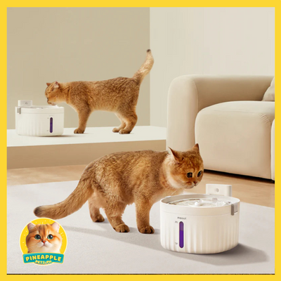Meoof Automatic Wireless Water Fountain with Motion Sensor