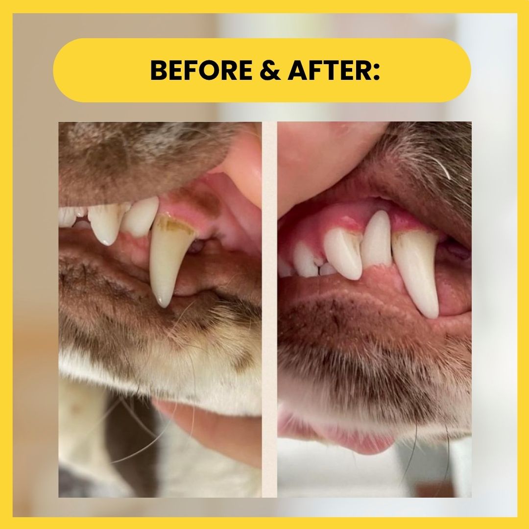 Z3 Pet Dental Finger-Wipes