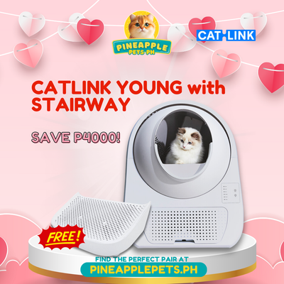 [VALENTINE'S PROMO] Catlink Young with Free Stairway