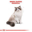 Royal Canin Adult Ragdoll 2kg